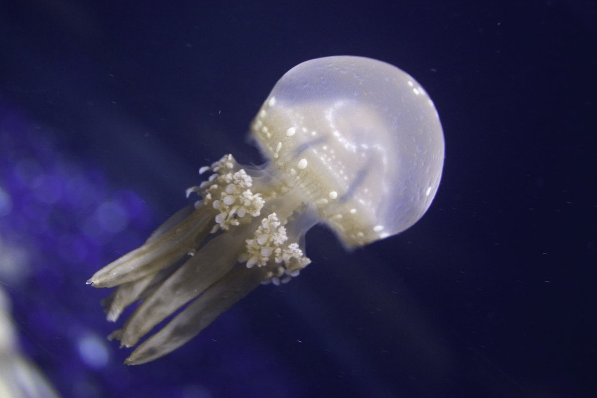 Tennessee Aquarium - Gallery Image 2